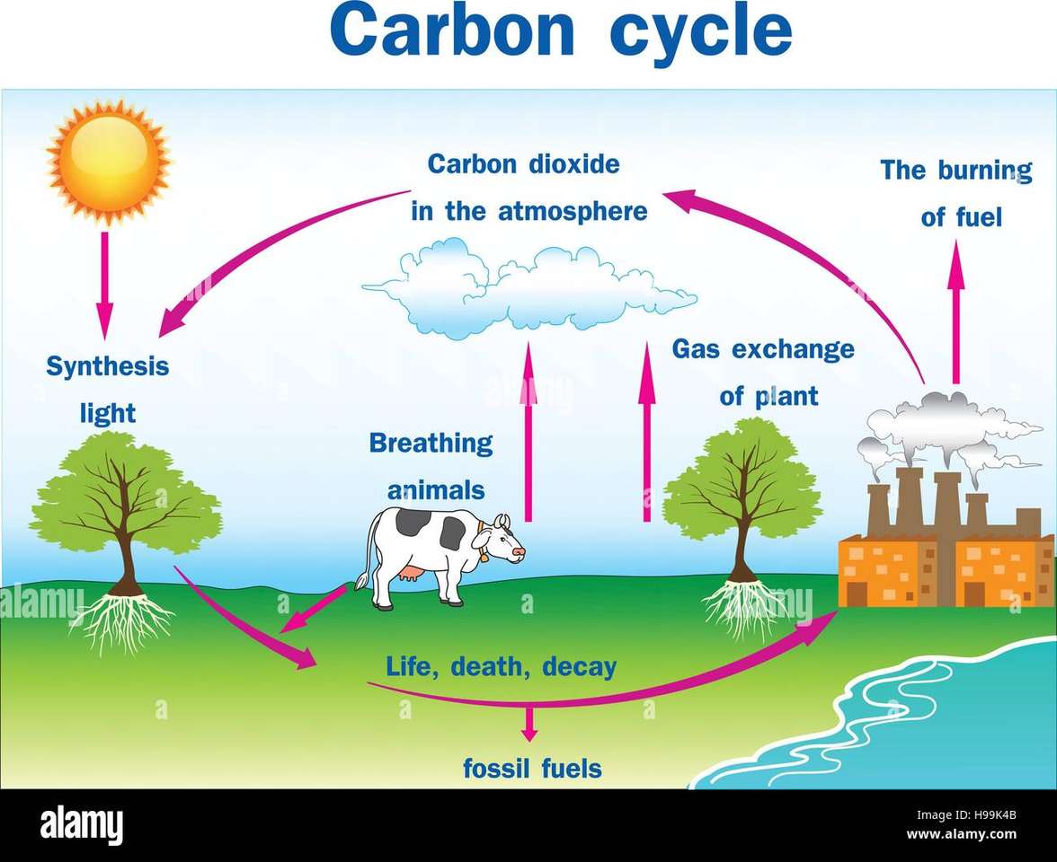 Cycle du carbone puzzle en ligne