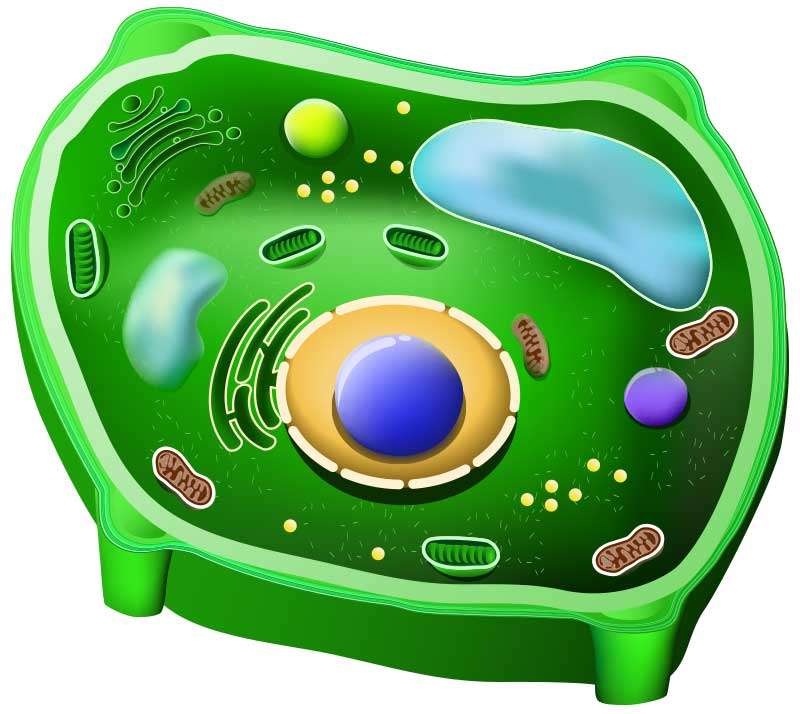 plant cell online puzzle