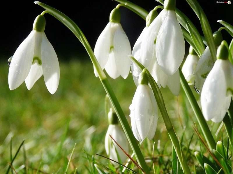 Snowdrops in spring online puzzle