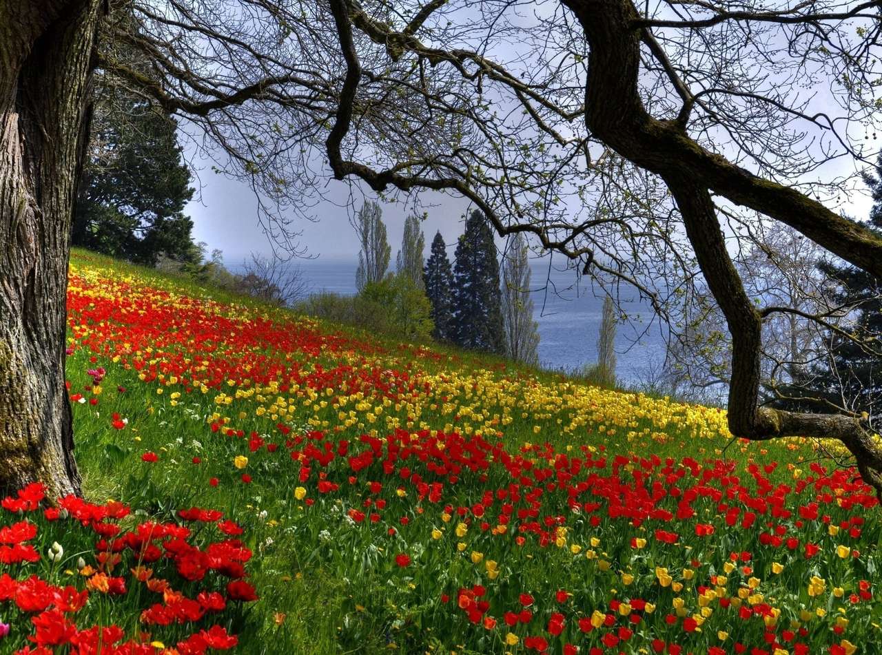 Prairie de tulipes puzzle en ligne