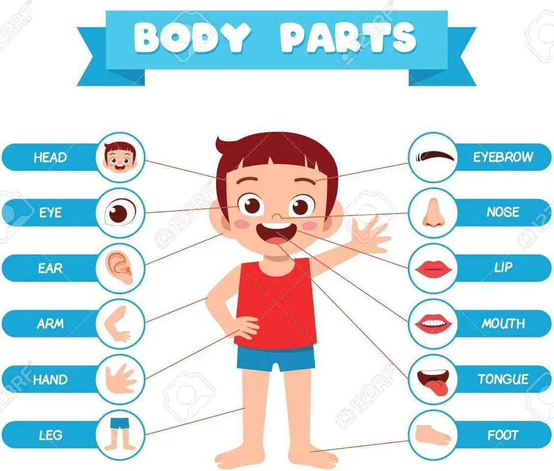 Partes do corpo para crianças quebra-cabeças online