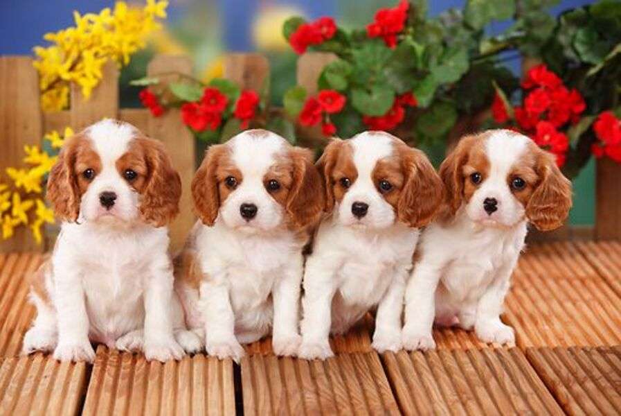 Cavalier King Charles Puppies #46 online puzzle