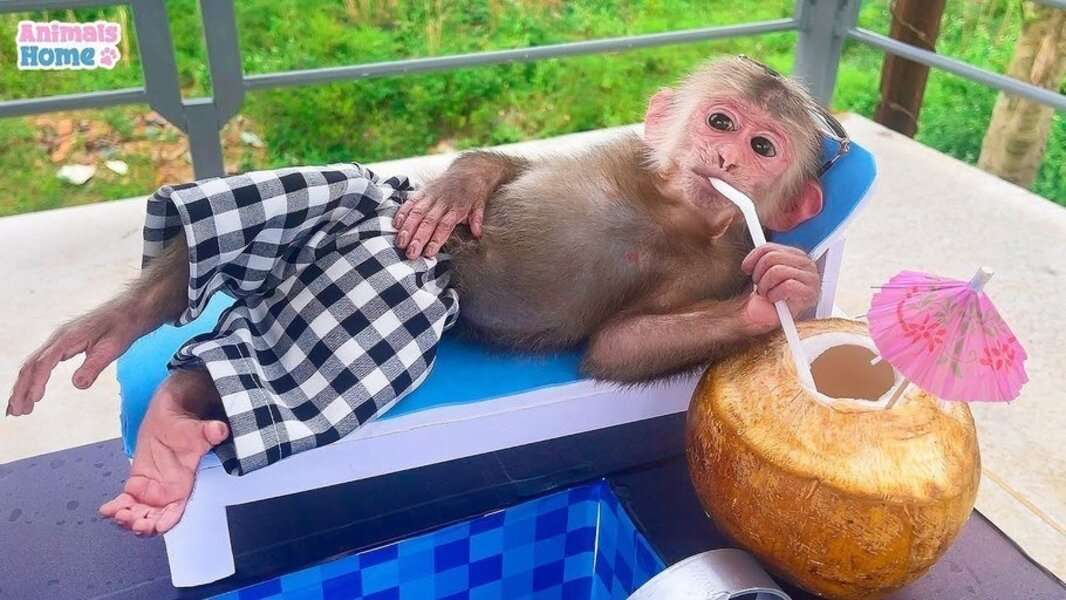 Roztomilá opice Bibi #108 skládačky online