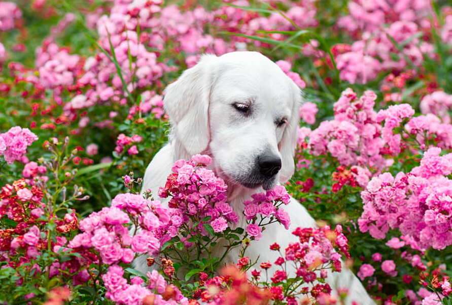 Puppy among flowers #47 jigsaw puzzle online