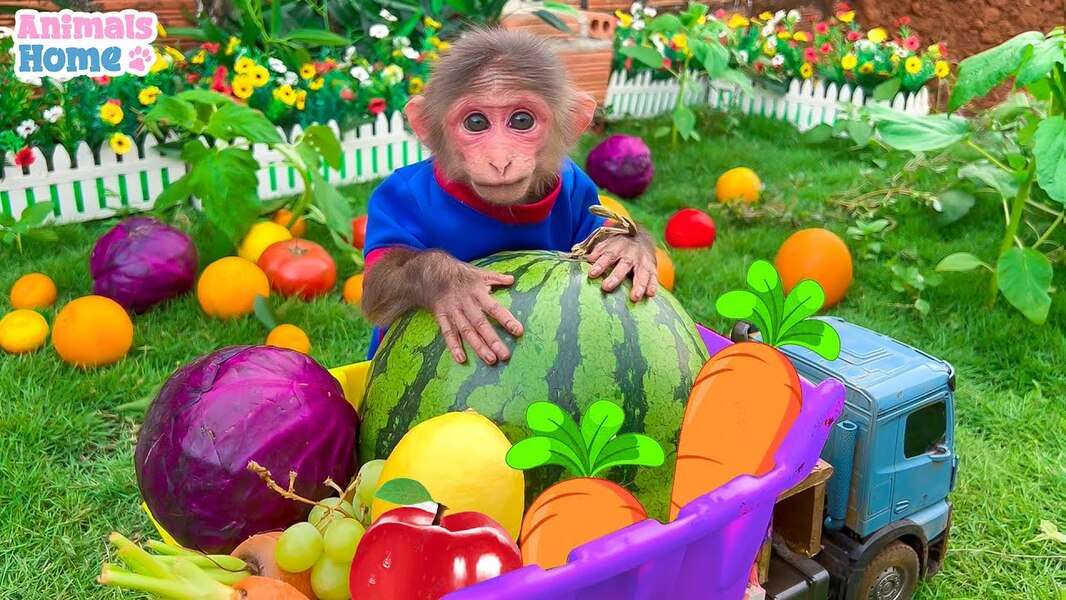 Симпатичная обезьянка Биби #110 онлайн-пазл