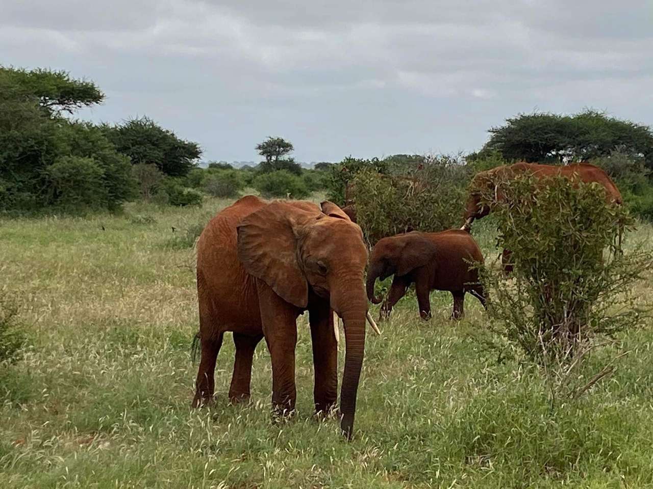 Sloni - Keňa skládačky online
