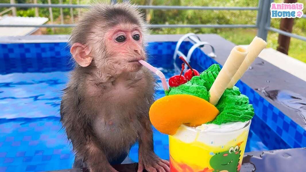 Сладка маймуна Биби #113 онлайн пъзел