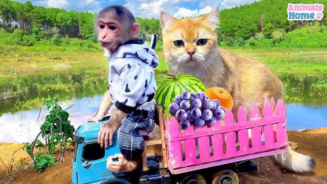 Сладка маймуна Биби #115 онлайн пъзел