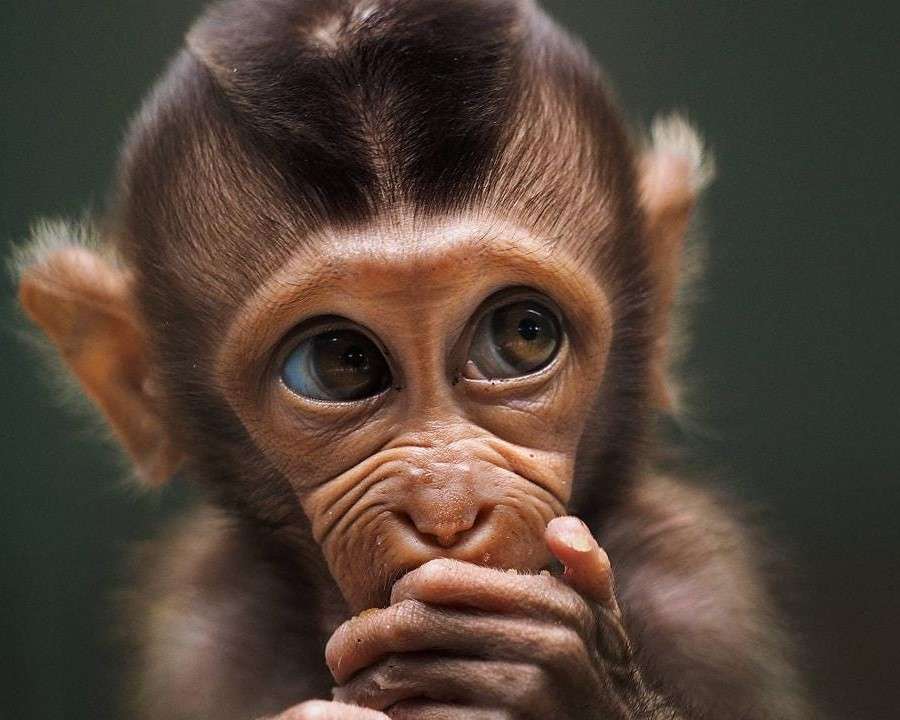 En apa med stora ögon pussel på nätet