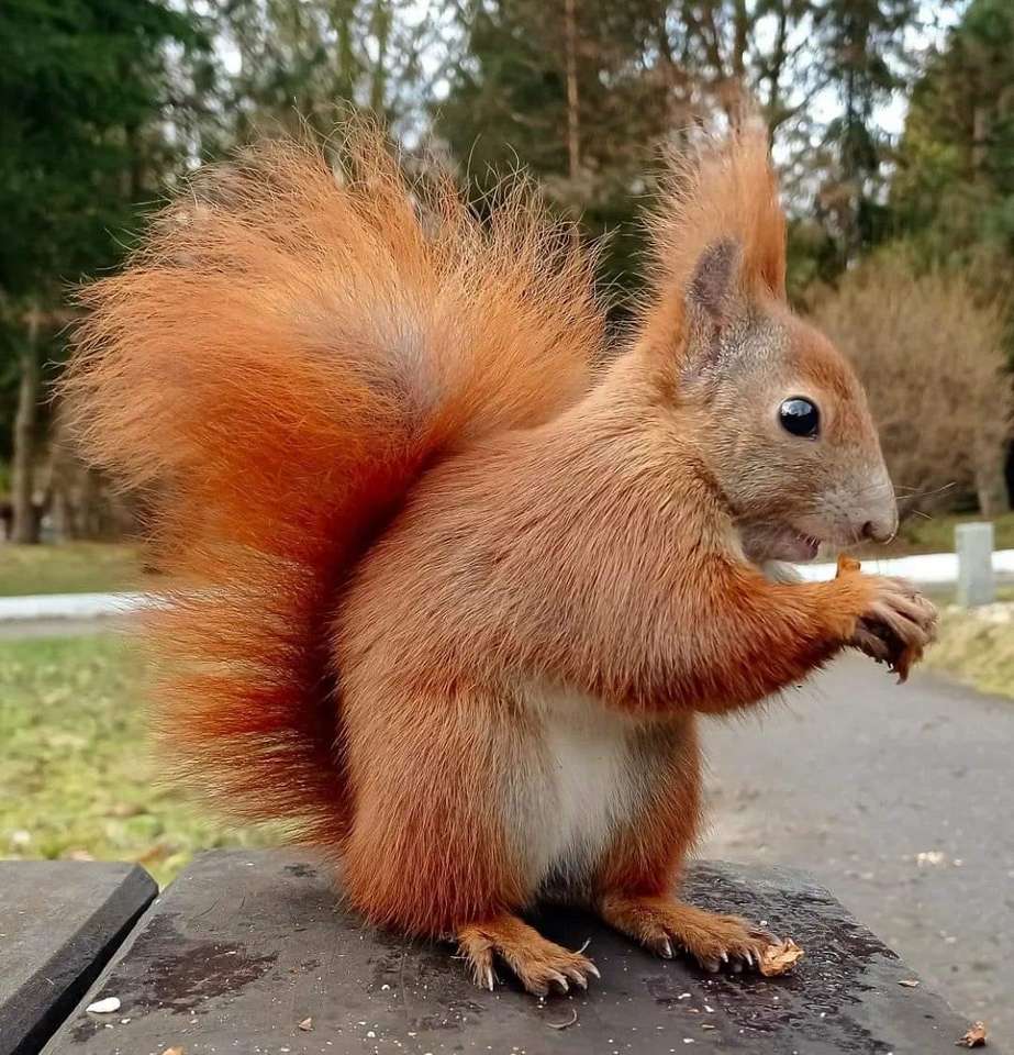 Süßes Eichhörnchen Puzzlespiel online