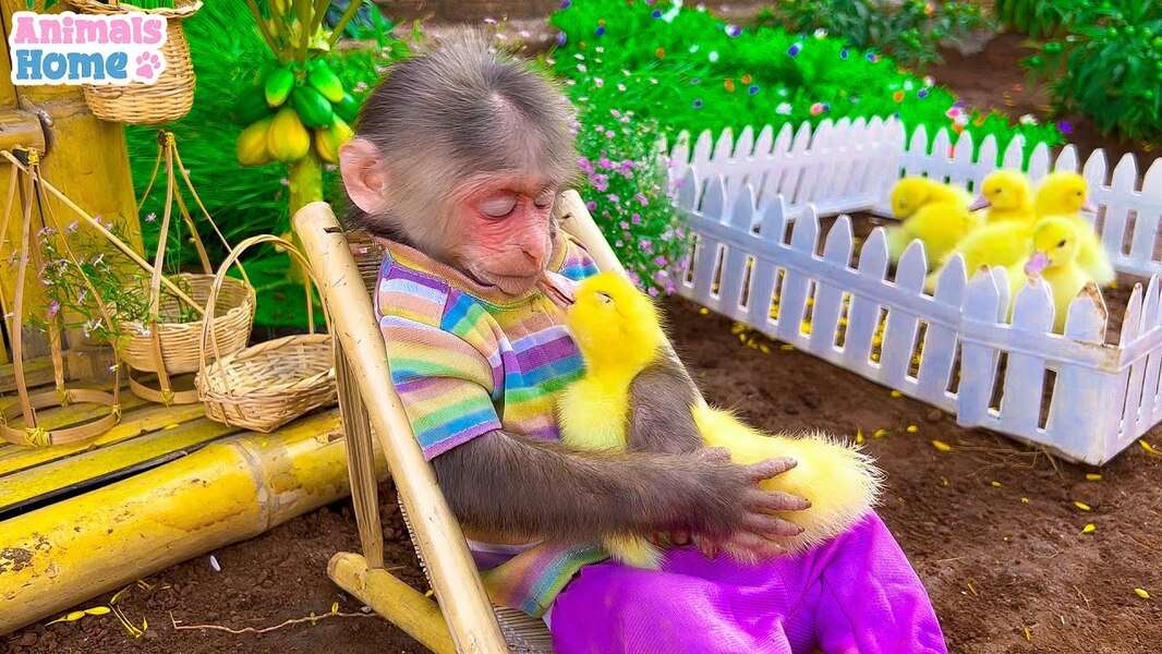 Нежная обезьянка Биби #117 онлайн-пазл