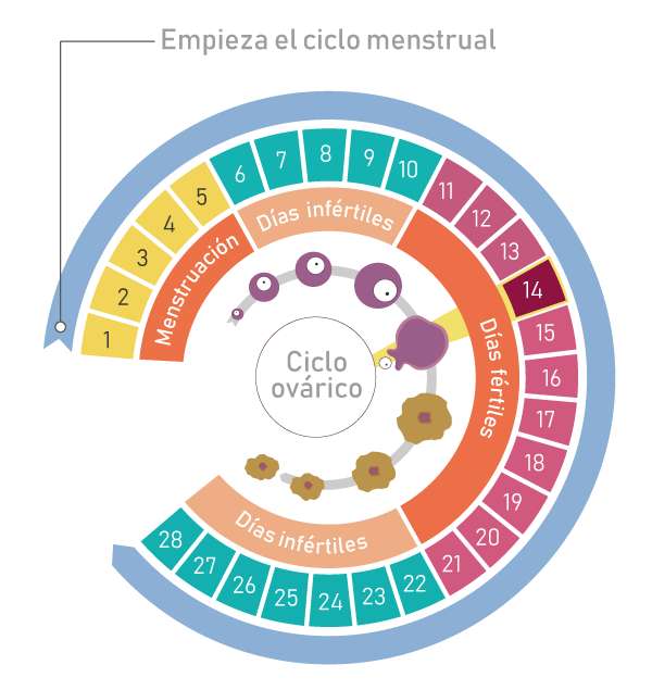 Ciclul menstrual puzzle online