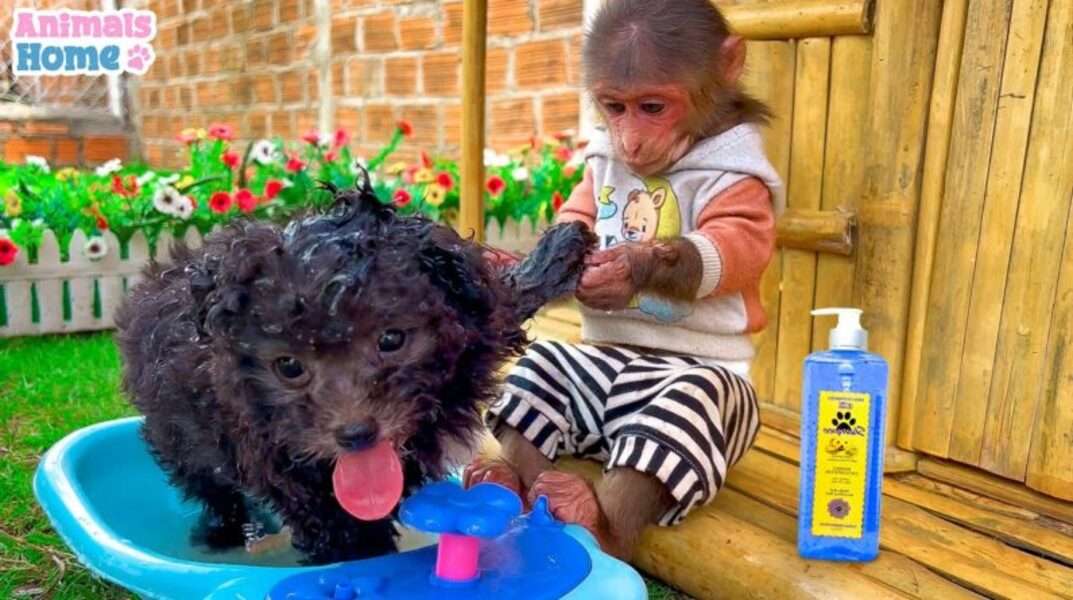 Aranyos Bibi majom #118 kirakós online