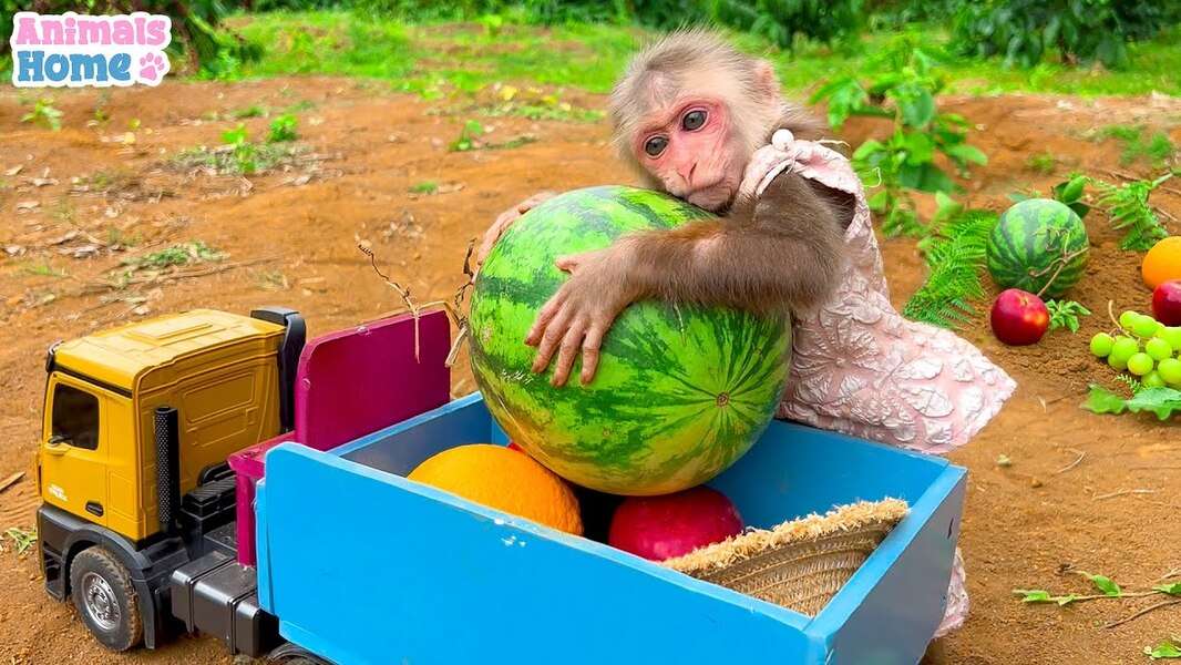 Söt Bibi Monkey #119 pussel på nätet