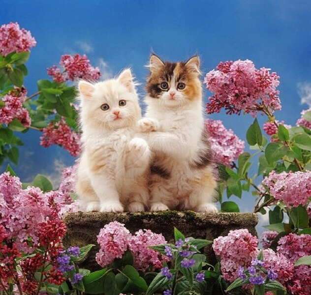 Zwei schöne Kätzchen winken #60 Online-Puzzle