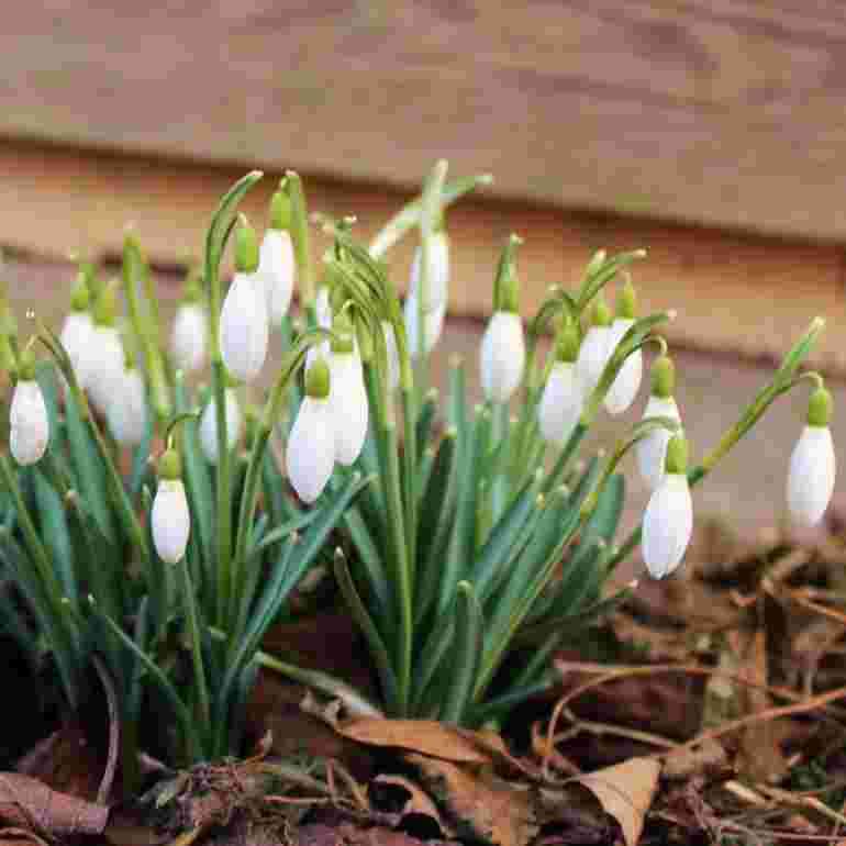 Hóvirág - a tavasz hírnöke kirakós online