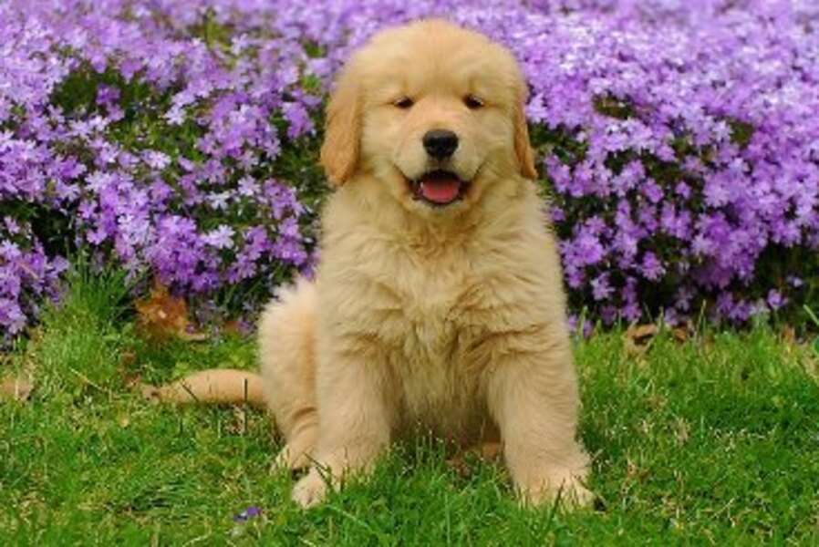 Baby Golden Retriever Puppy (1) #54 παζλ online