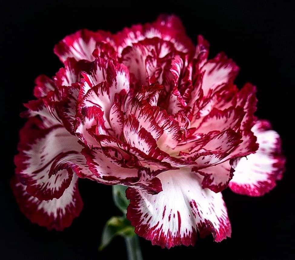 a carnation jigsaw puzzle online