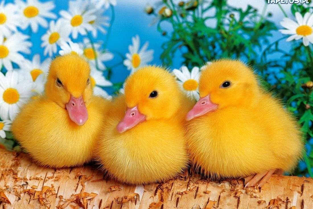 Three little ducklings online puzzle