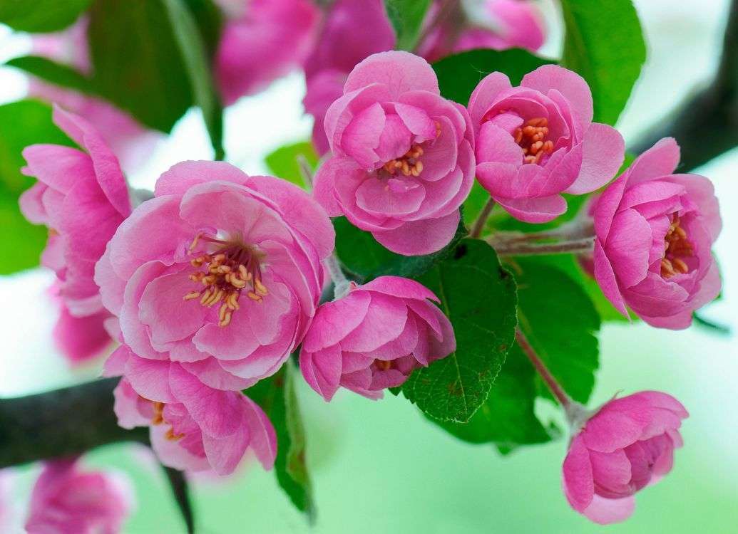 Flor de cerezo rompecabezas en línea