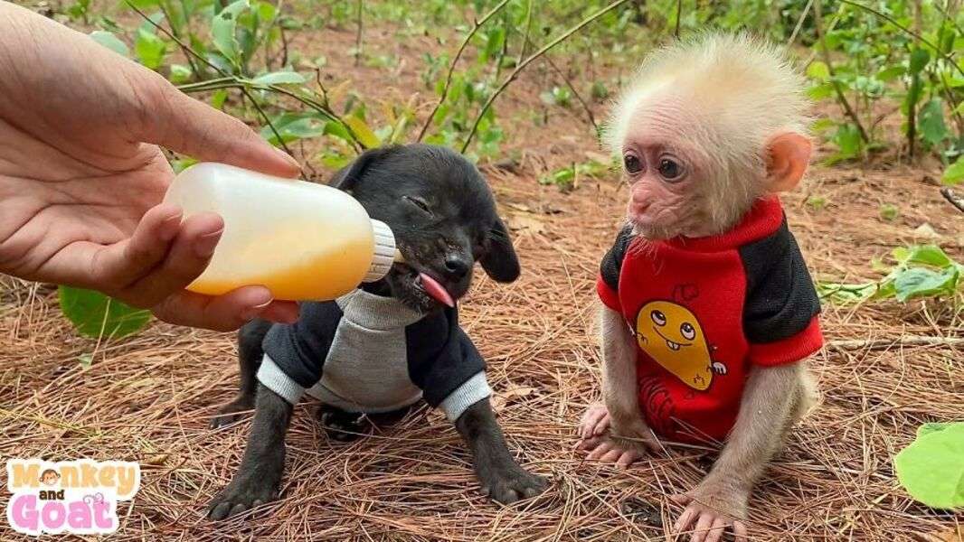 Cute Bibi Monkey #125 online παζλ