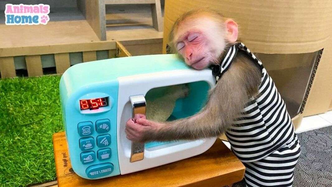 Maimuță drăguță Bibi #126 jigsaw puzzle online