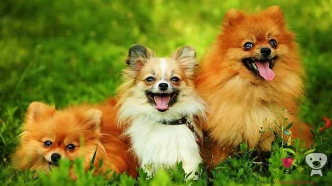 Кученца от малки породи #57 онлайн пъзел