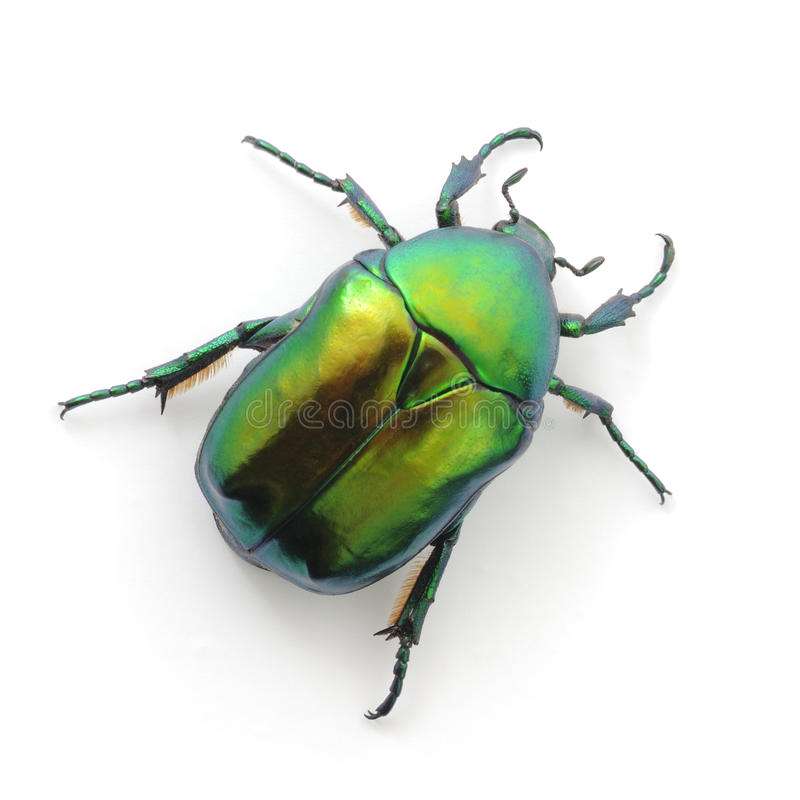 escarabajo verde rompecabezas en línea