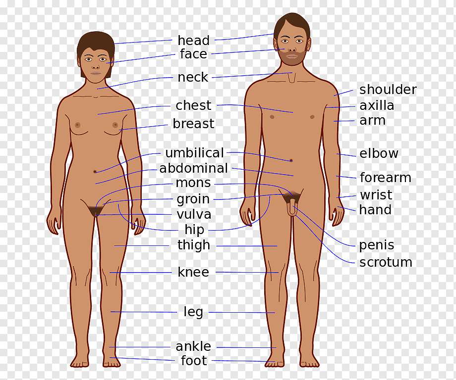 the human body jigsaw puzzle online