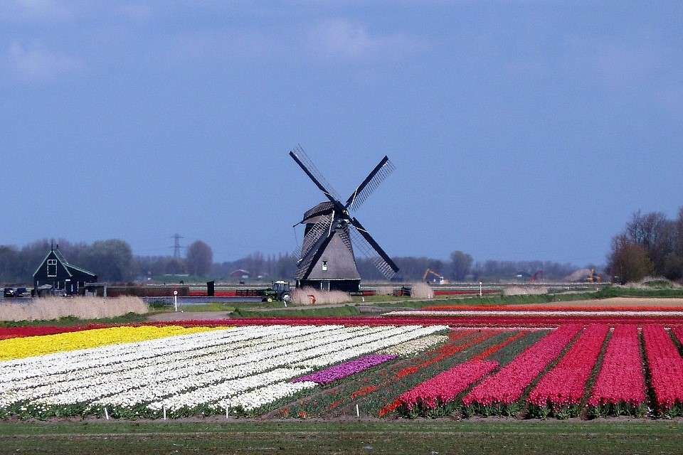 Плантации цветочных луковиц в Нидерландах пазл онлайн