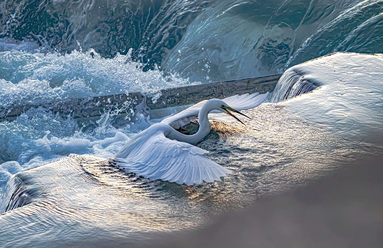 O egretă mare a ratat aterizarea la ecluza Sió jigsaw puzzle online
