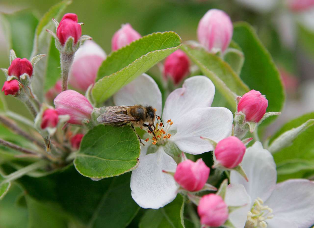 Biene auf Apfelblüte Online-Puzzle