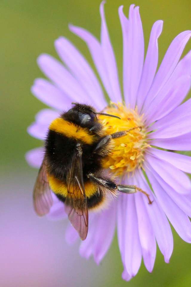 Bumblebee en una flor bonita rompecabezas en línea