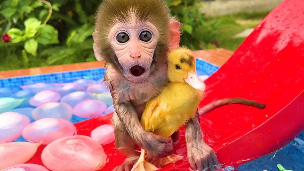 Χαριτωμένο Bibi Monkey #135 παζλ online