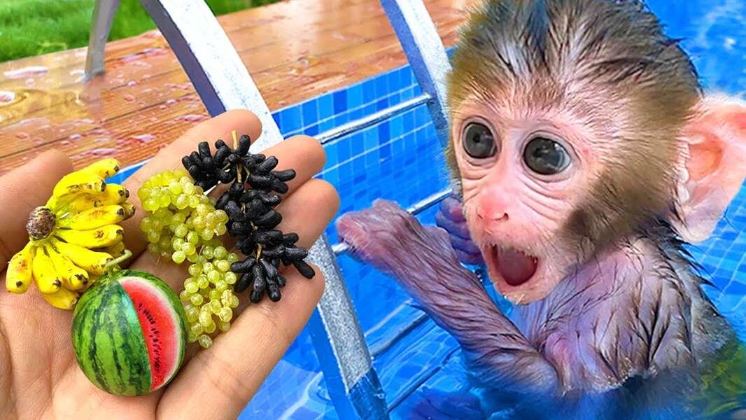 Ніжна мавпа Бібі №136 онлайн пазл