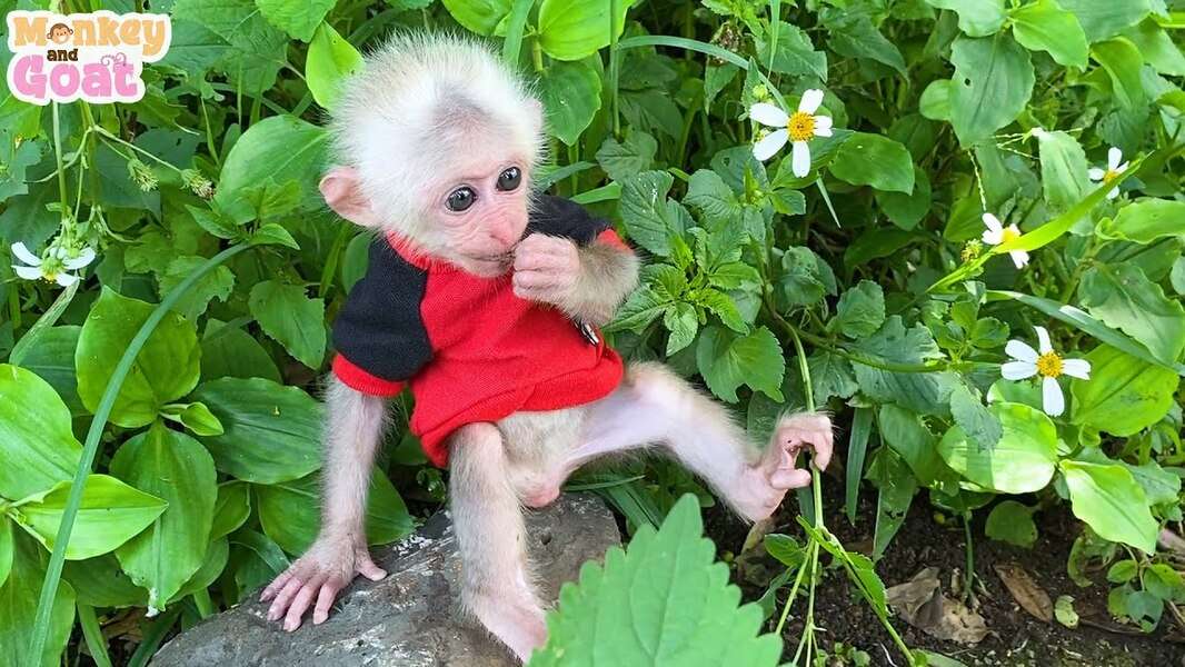 Симпатичная обезьянка Биби №137 пазл онлайн