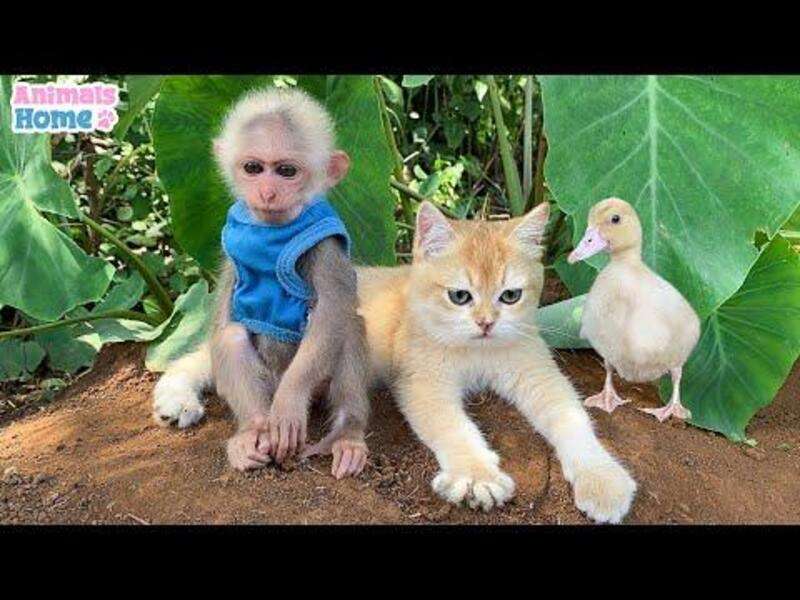 Roztomilá opice Bibi #138 skládačky online