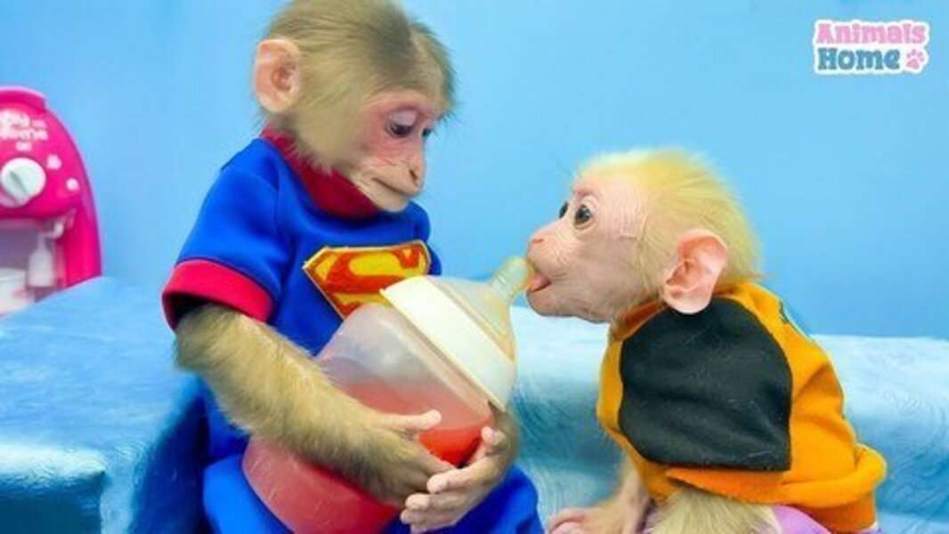 Сладка маймуна Биби #145 онлайн пъзел