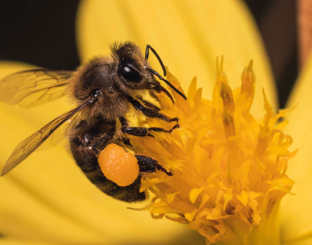 Бджола онлайн пазл