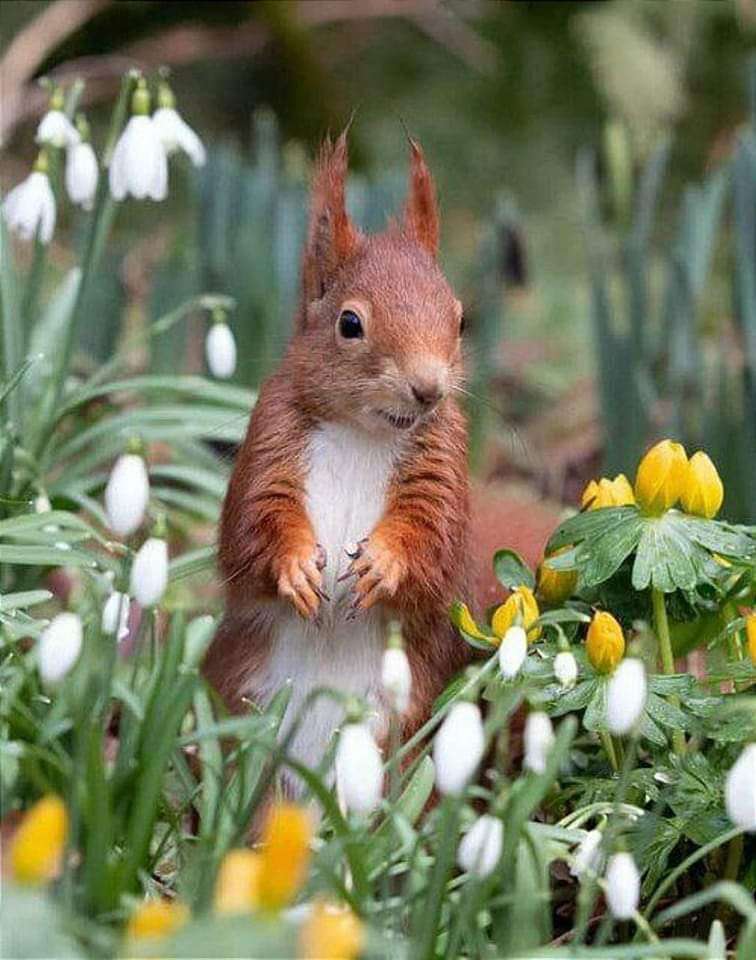Squirrel in the spring jigsaw puzzle online