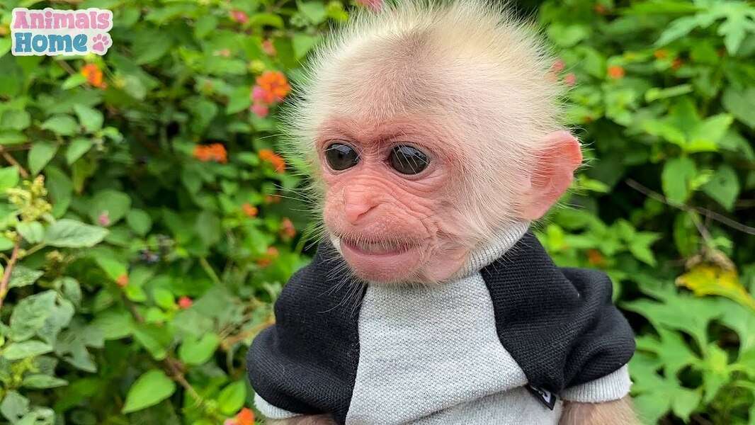 Χαριτωμένο Bibi Monkey #147 παζλ online