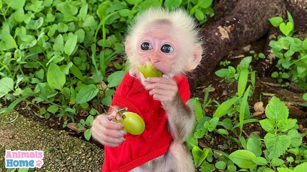Сладка маймуна Биби #148 онлайн пъзел