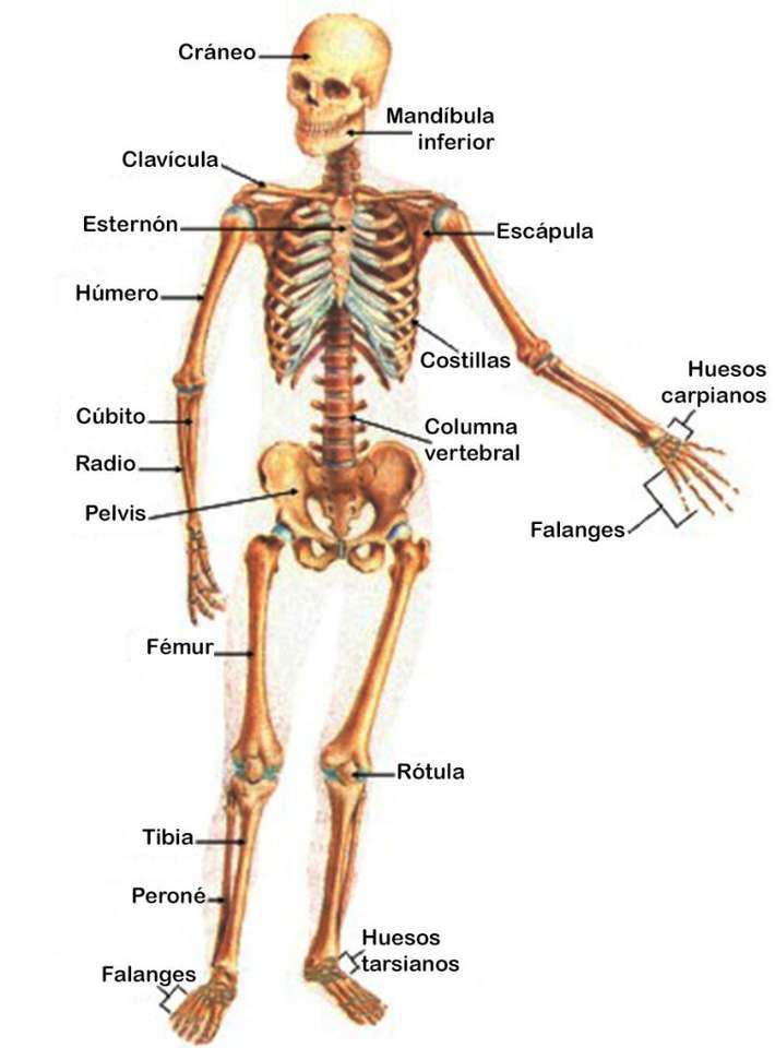 Анатомия для детей: распечатать скелет