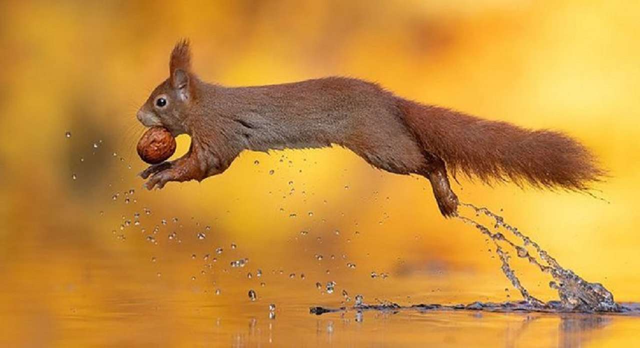 Eichhörnchen. Puzzlespiel online