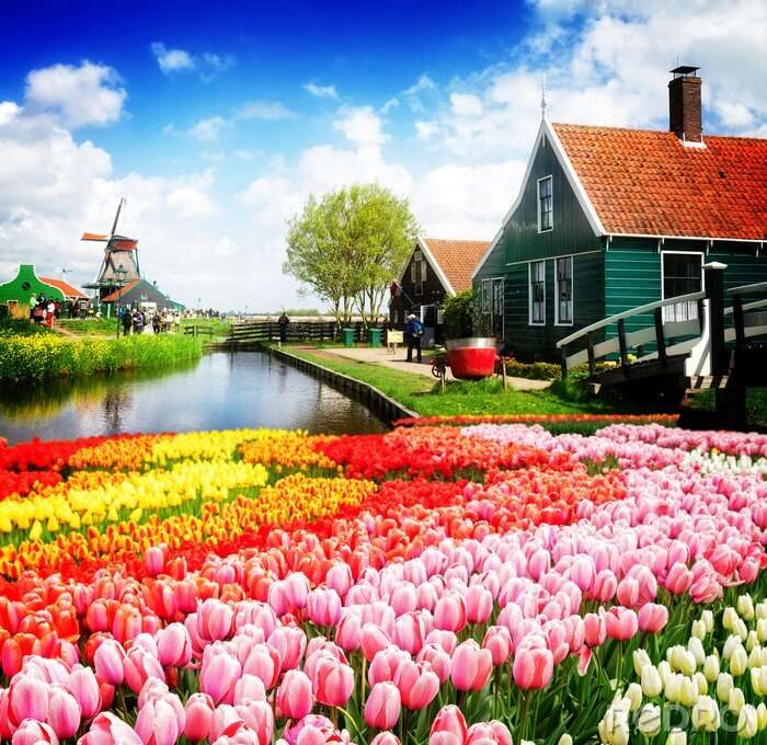 Campos de tulipanes - Holanda rompecabezas en línea
