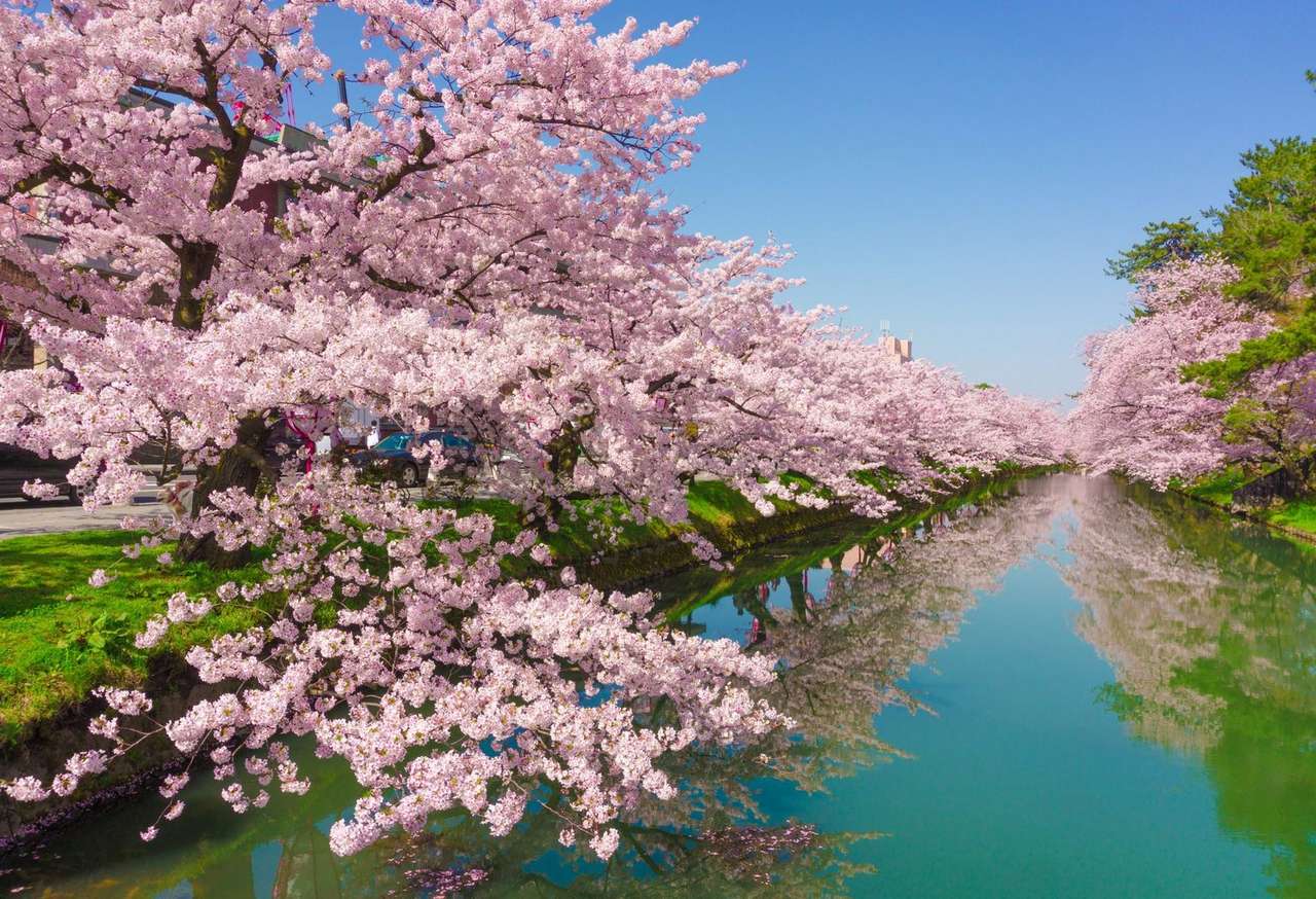 Cherry Blossom jigsaw puzzle online