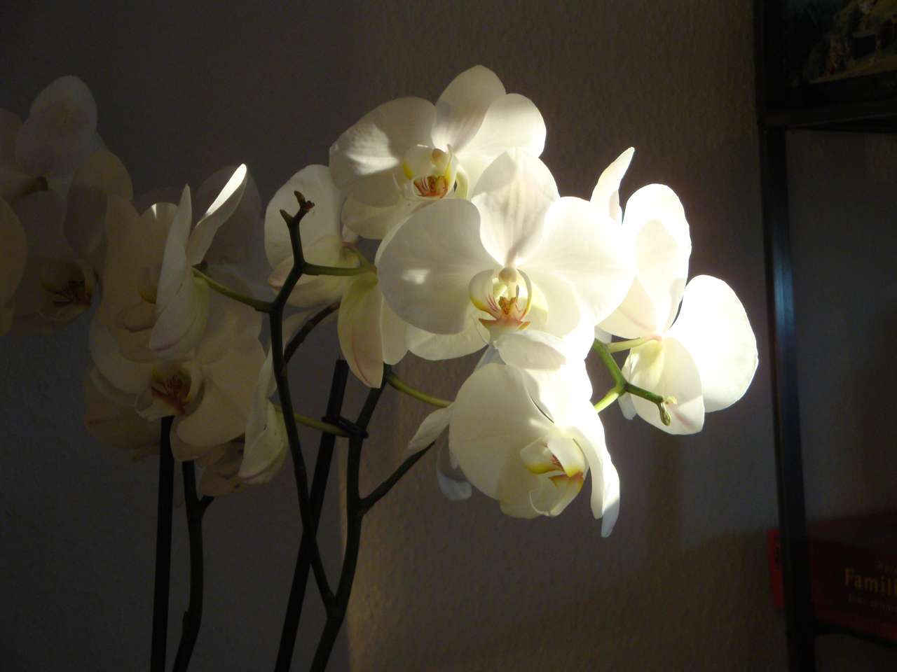 Орхидеи пазл онлайн