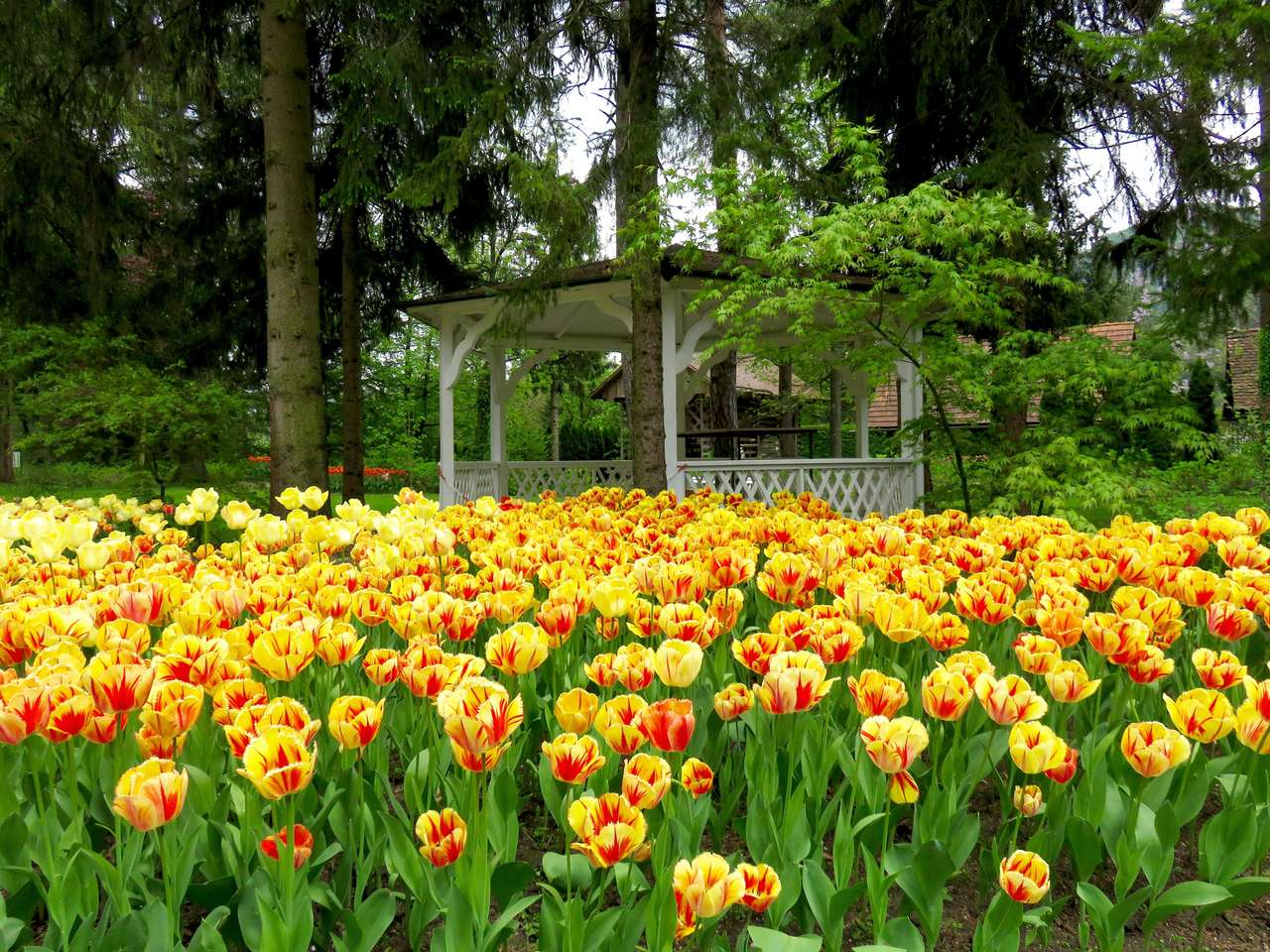 Virágzó tulipánok online puzzle