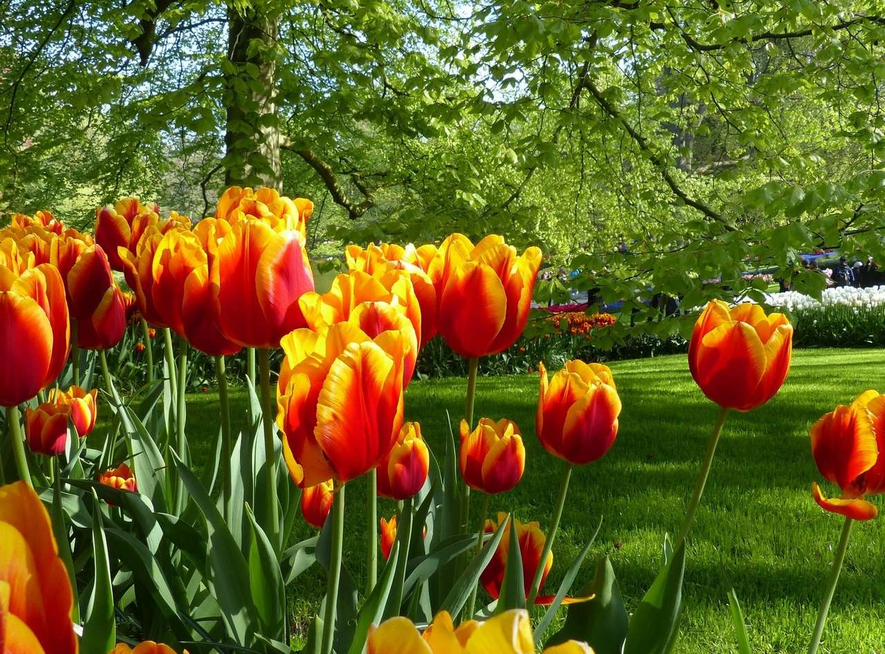 Virágzó tulipánok kirakós online