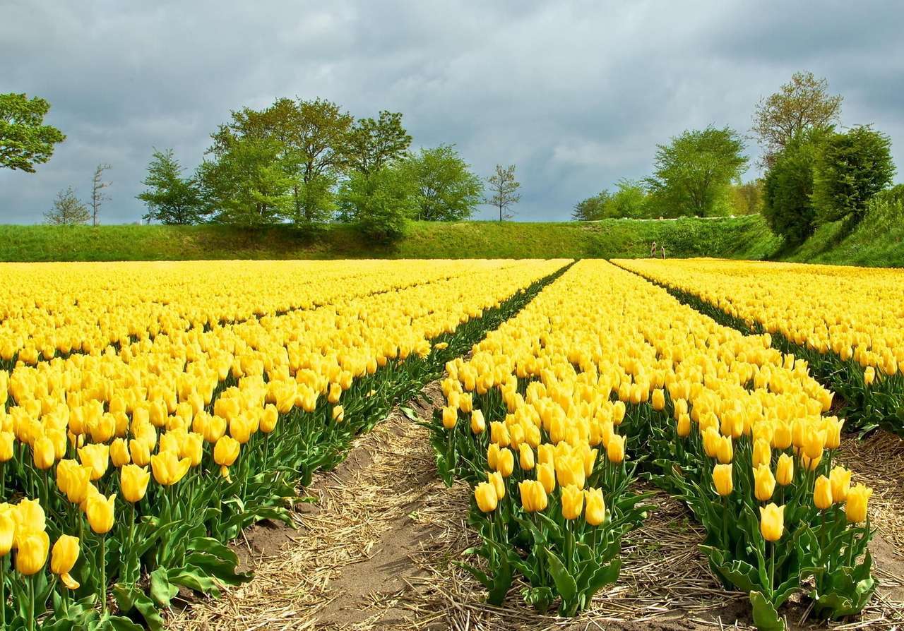 Feld mit gelben Tulpen Online-Puzzle